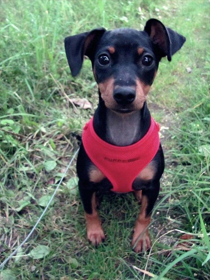 Dvaergpinscher Nellie <3 (Nellie Skovlund Asmussen) :)<3 - 10/8- 2011. I skoven :) billede 3