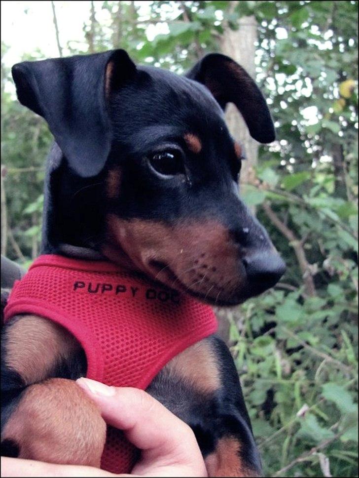 Dvaergpinscher Nellie <3 (Nellie Skovlund Asmussen) :)<3 - 10/8-2011 i skoven :) billede 4