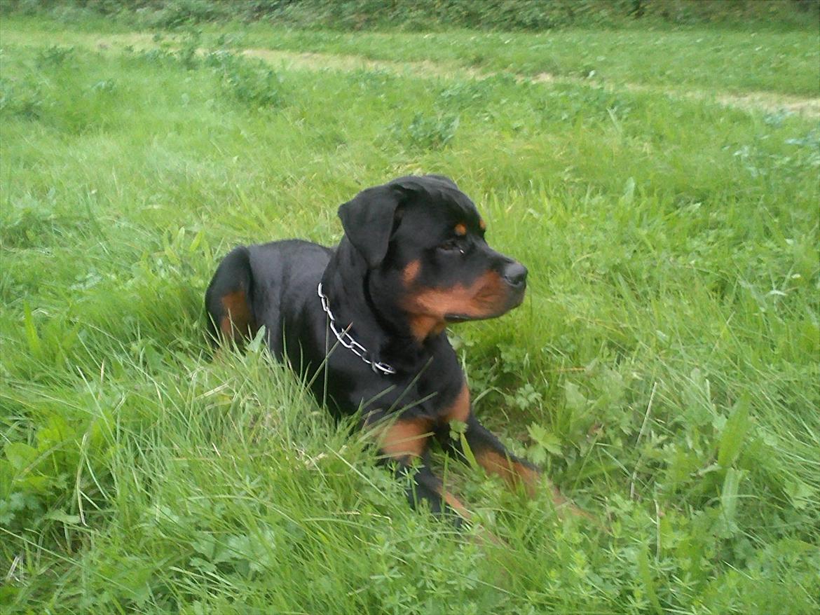 Rottweiler Haiki's Chicago ( R.I.P ) - 6½ måned gammel, er jeg ikke køn (: billede 11