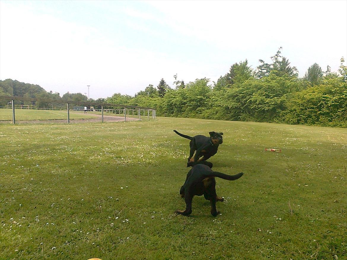 Rottweiler Haiki's Chicago ( R.I.P ) - jeg var oppe og gå spor og træne lydighed, men fik lov til at lege fordi jeg ikke kunne fokusere så meget da der var en fræk og flot pige tilstede (: billede 13