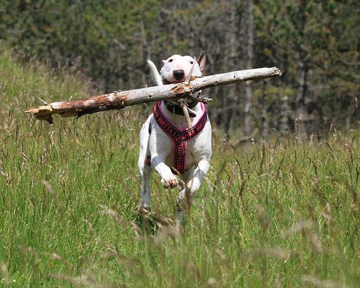 Bullterrier Lulu *himmelhund* billede 19