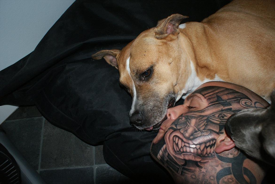 Amerikansk staffordshire terrier trunte - sammen med far billede 2