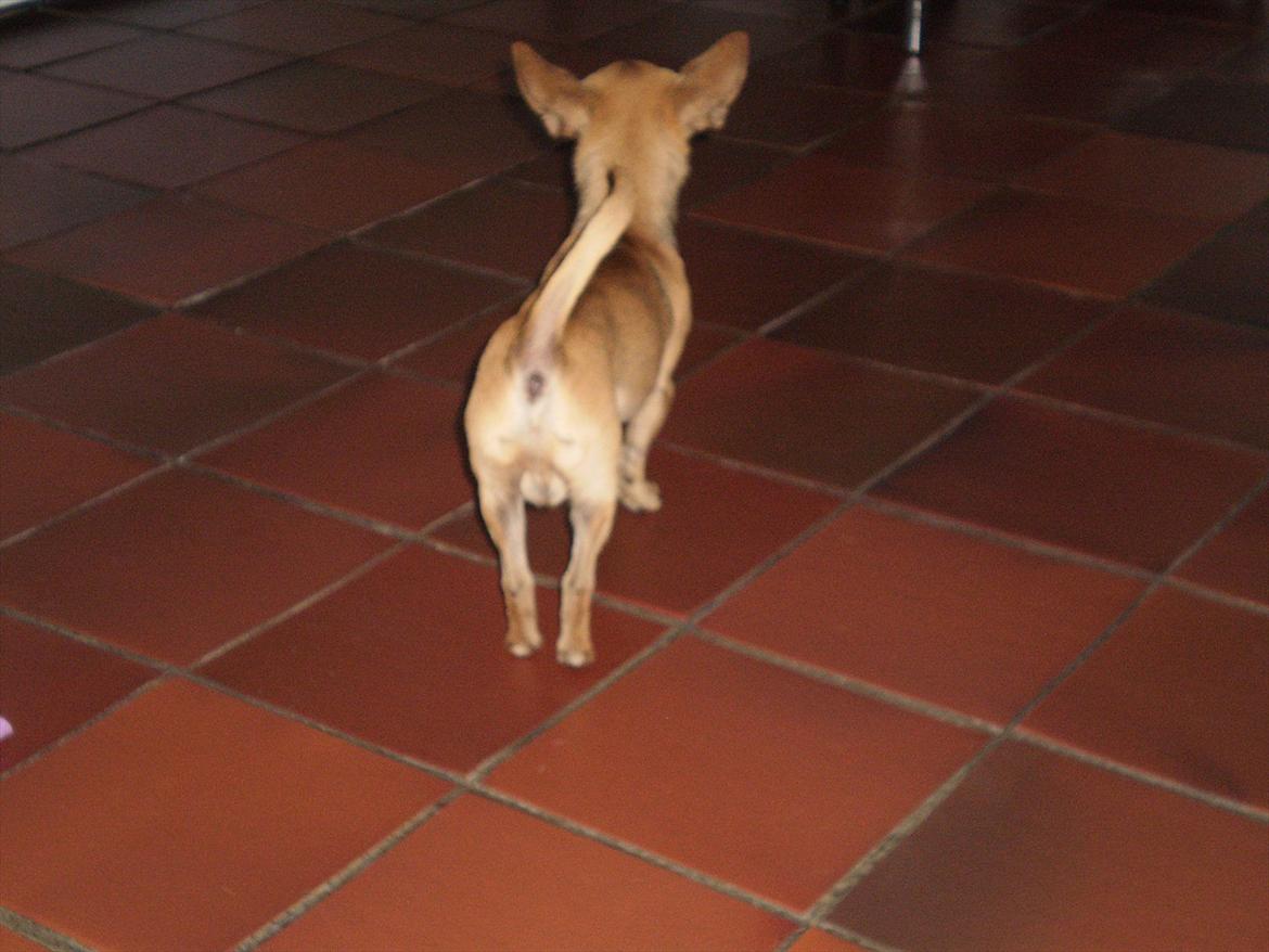 Chihuahua Loui billede 7