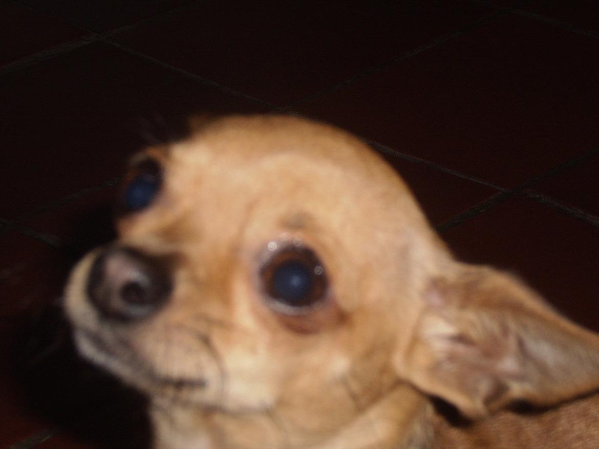 Chihuahua Loui billede 8