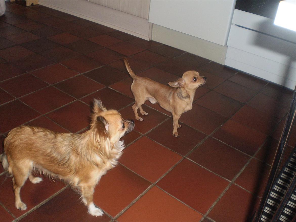 Chihuahua Loui billede 9