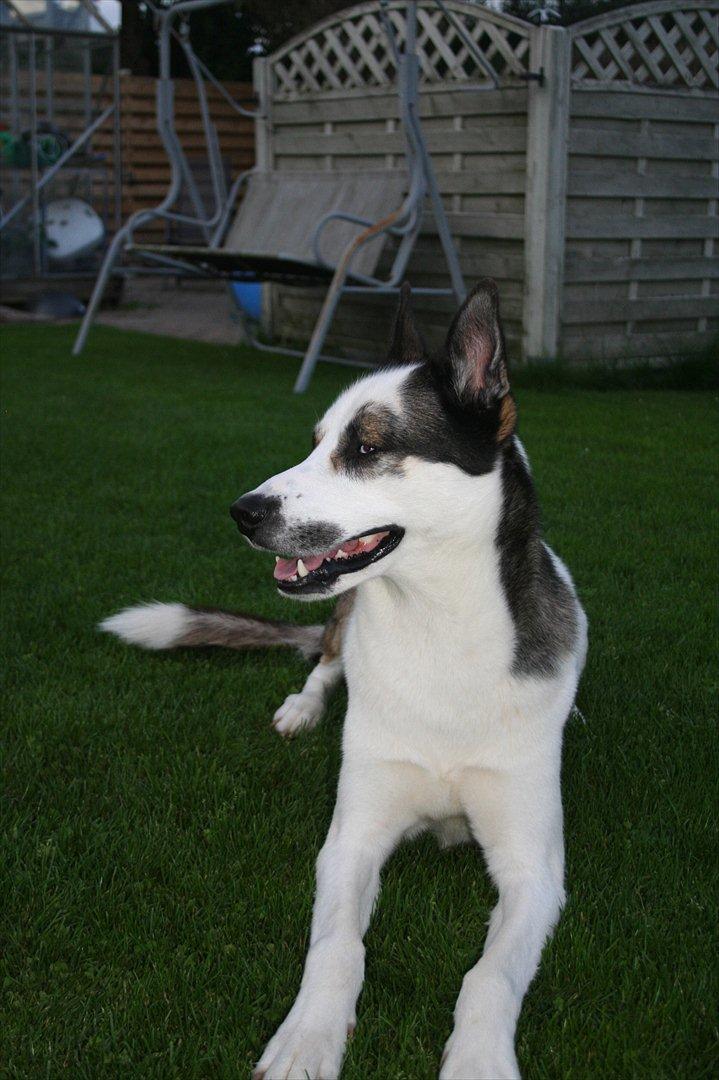 Blanding af racer chiko - hov hvem der billede 10