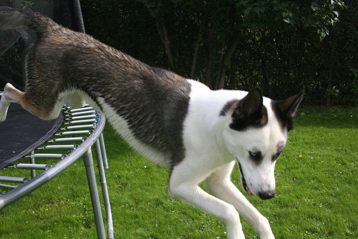 Blanding af racer chiko - weee billede 12