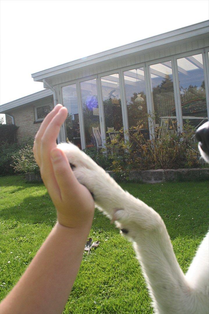 Blanding af racer chiko - mig og mit menneske gi mig 5 billede 13