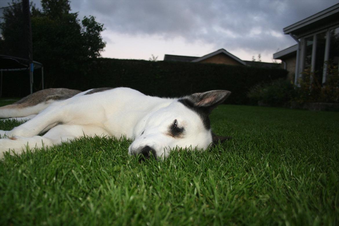 Blanding af racer chiko - slapper af efer og tonse rundet i haven  billede 14