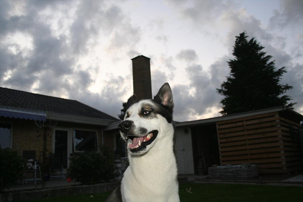 Blanding af racer chiko billede 15