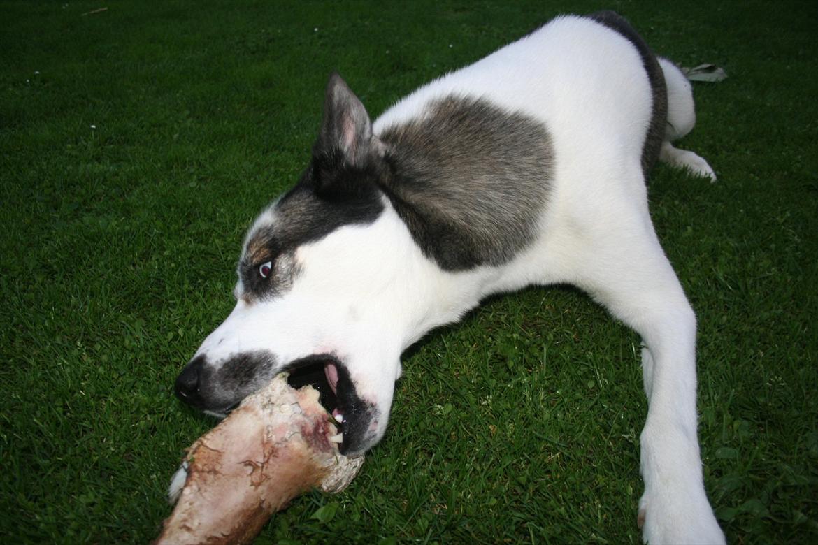 Blanding af racer chiko - mmh nam nam billede 16