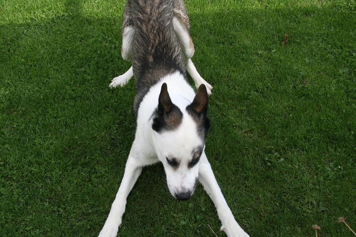 Blanding af racer chiko - skal vi lege billede 17