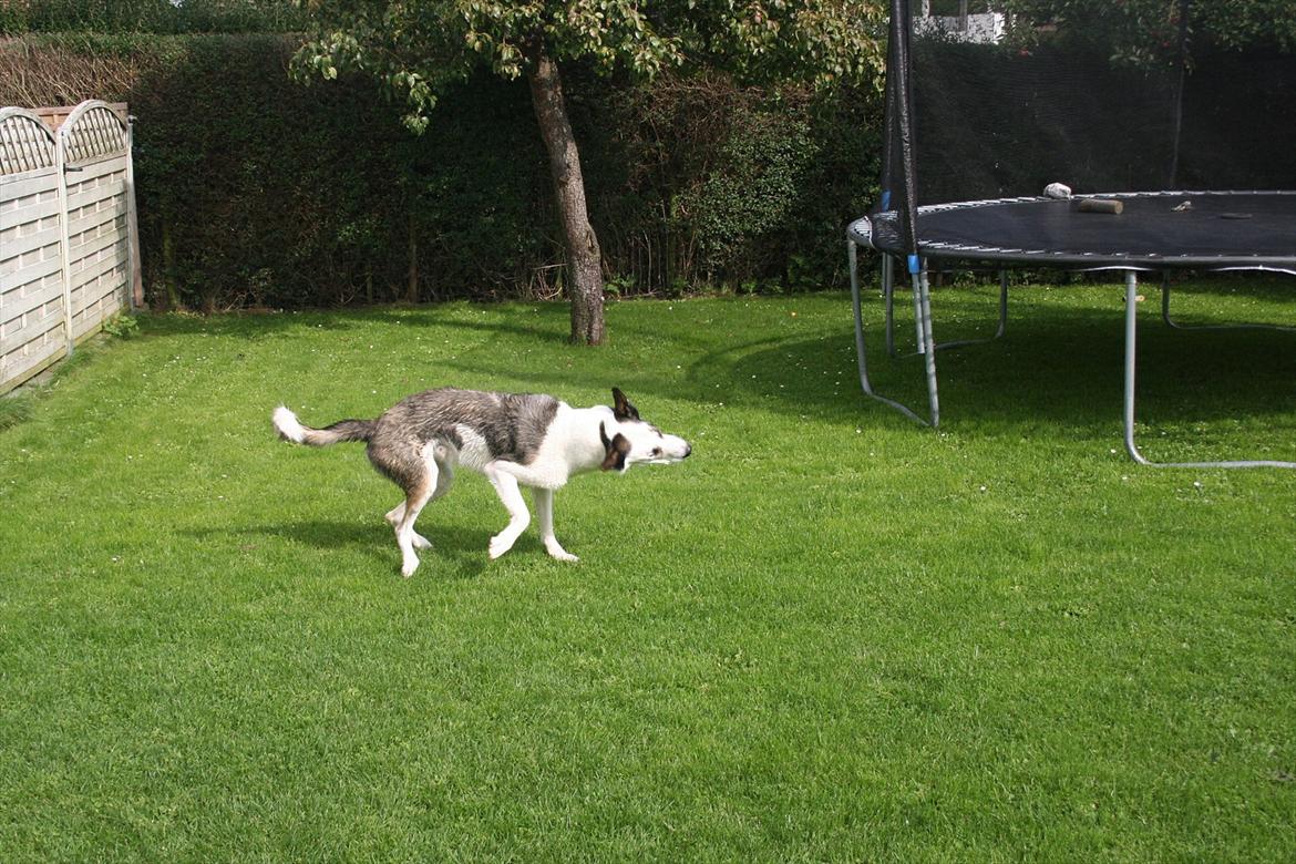 Blanding af racer chiko - weee billede 18