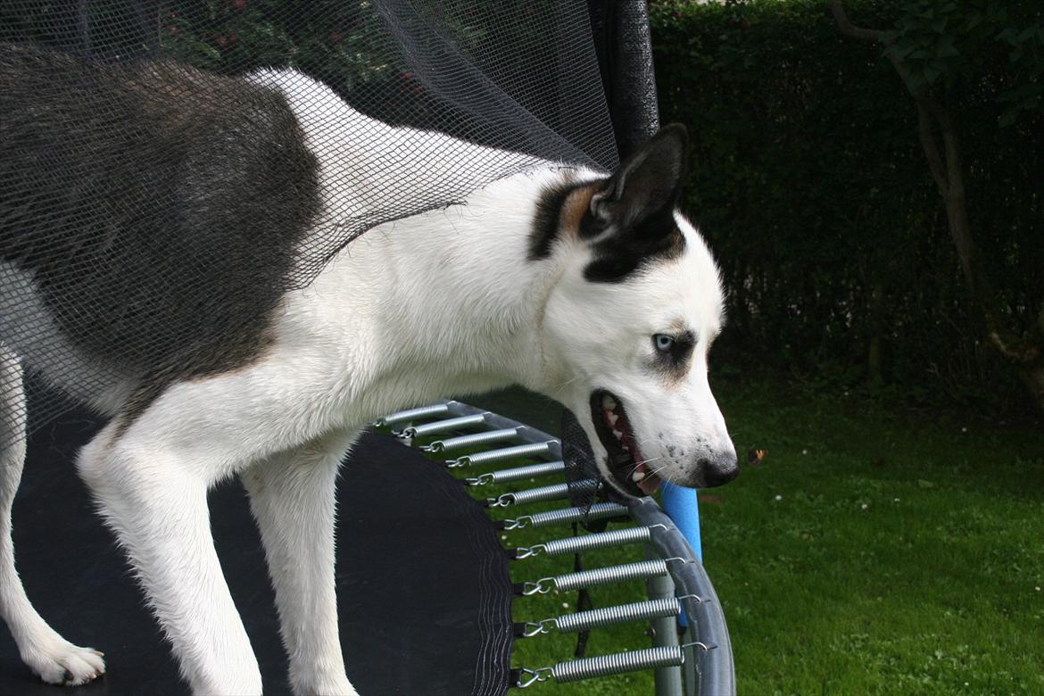 Blanding af racer chiko - så det ned igen billede 19