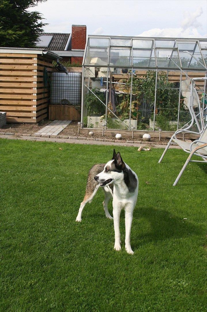 Blanding af racer chiko - kigger rundt i haven er alt som det skal være billede 20