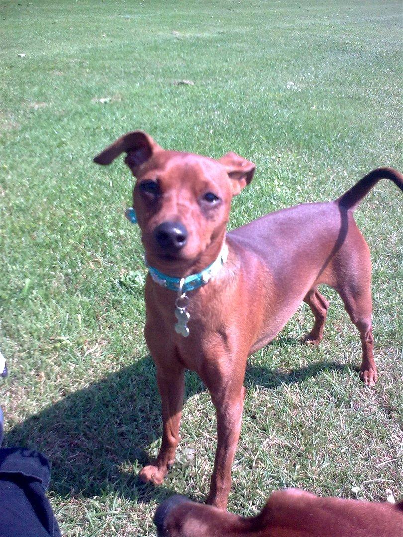 Dvaergpinscher rumledumle pot aka-hyleren billede 2