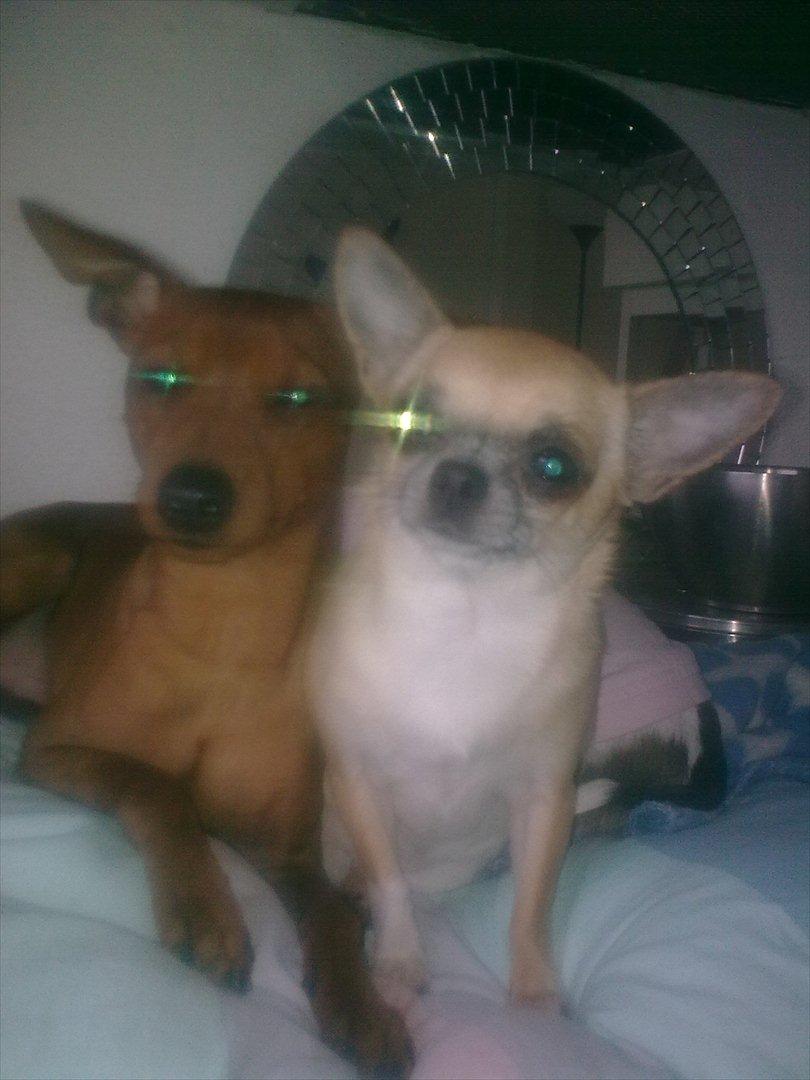 Dvaergpinscher rumledumle pot aka-hyleren - rumle og candy billede 12