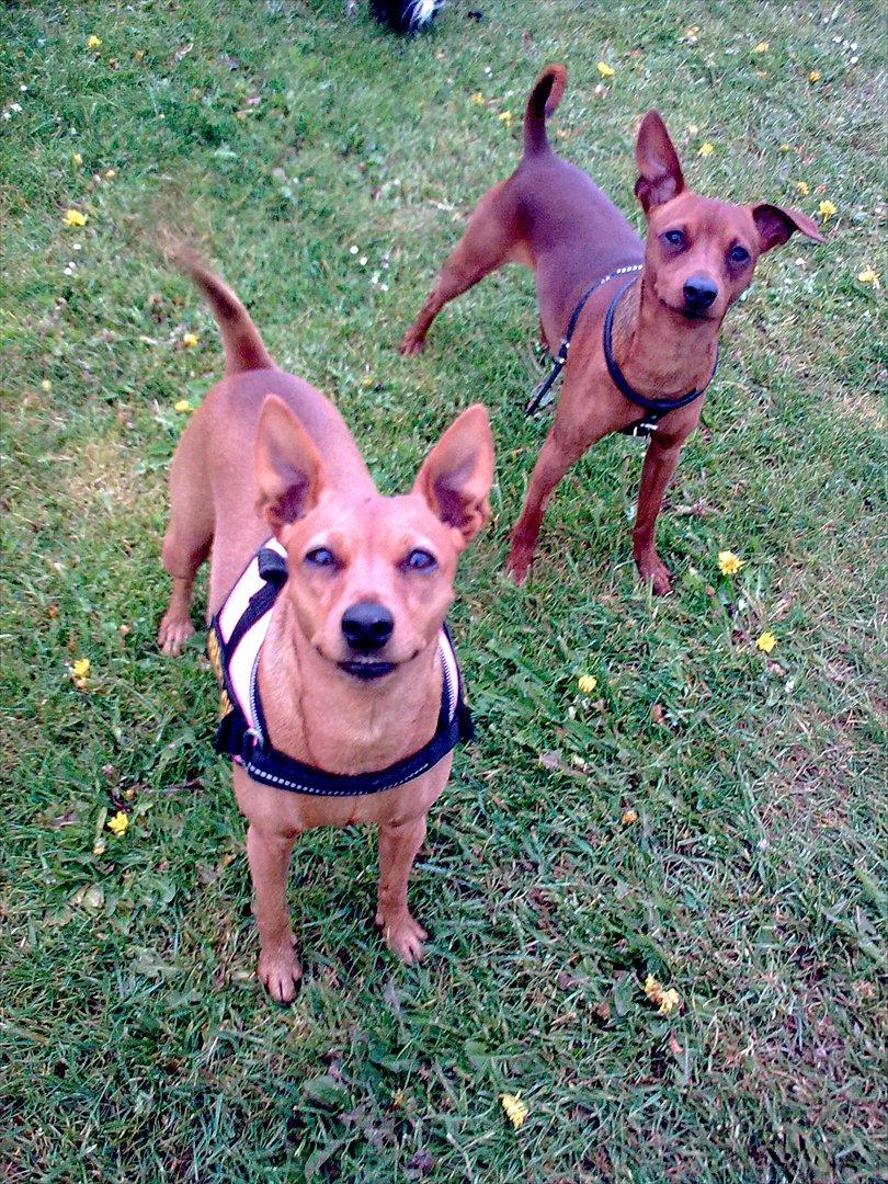 Dvaergpinscher rumledumle pot aka-hyleren - rumlepot med sin maya mor,maya smiler:O)) billede 3