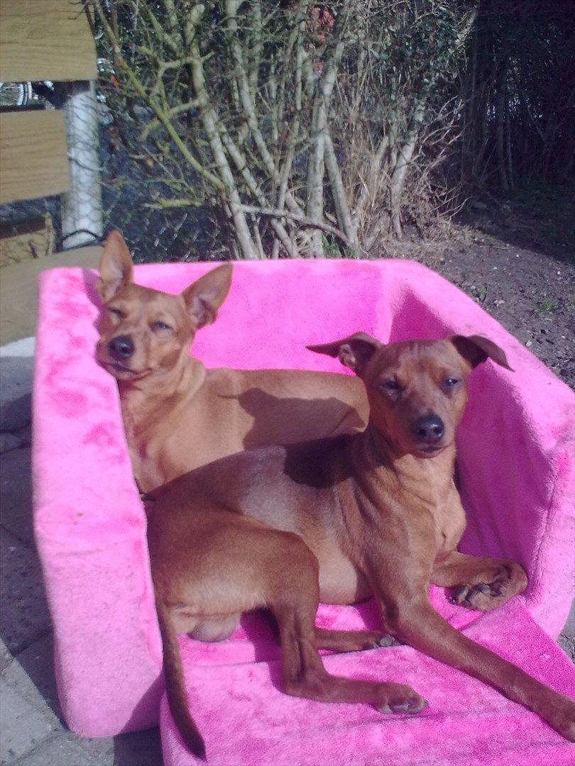 Dvaergpinscher rumledumle pot aka-hyleren - rumle og maya nyder solen billede 4