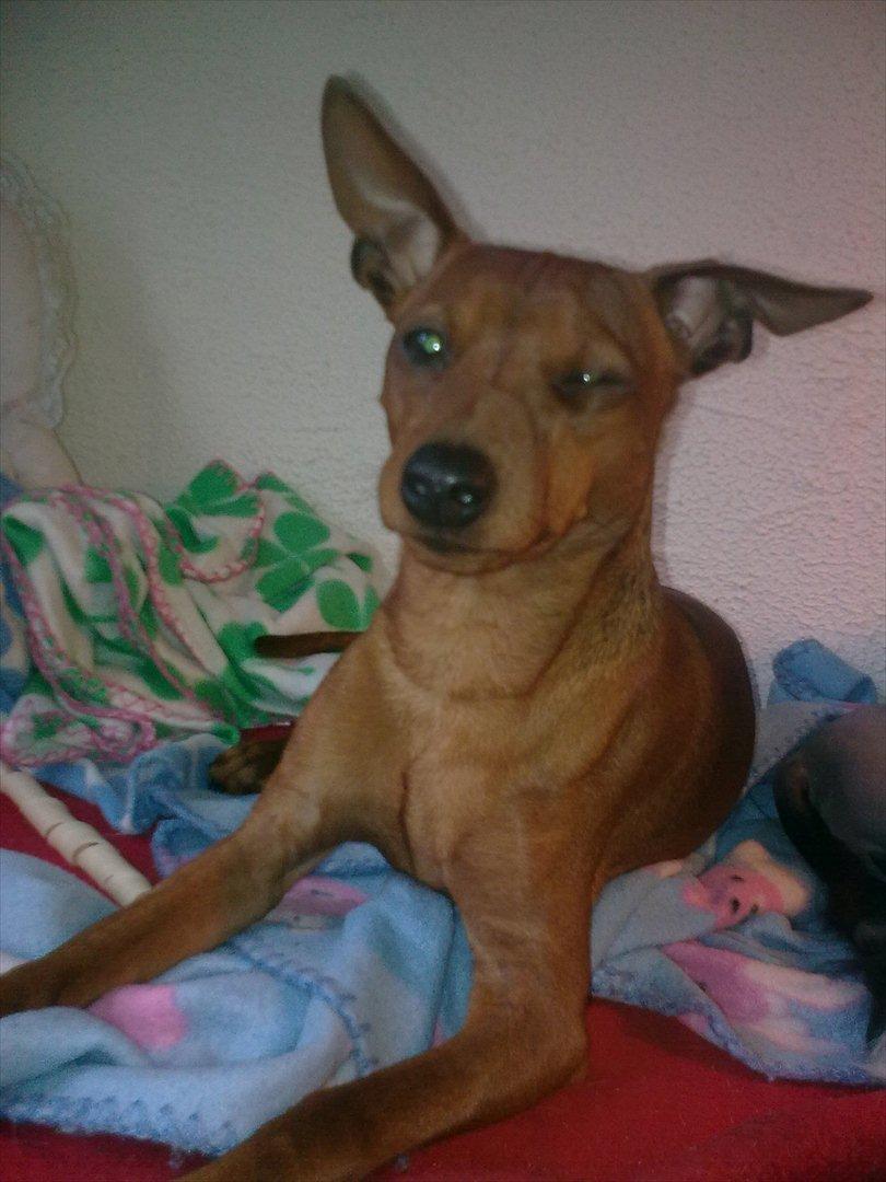 Dvaergpinscher rumledumle pot aka-hyleren - rumle er lige ved at falde i søvn,det ene øje er lukket  billede 13