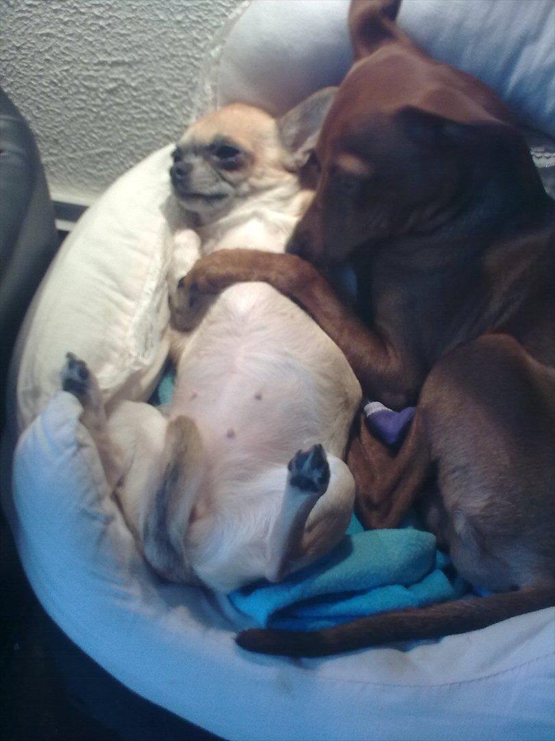 Dvaergpinscher rumledumle pot aka-hyleren - rumle holder om kusine candy såå sødt,han er så kærlig den dreng. billede 6