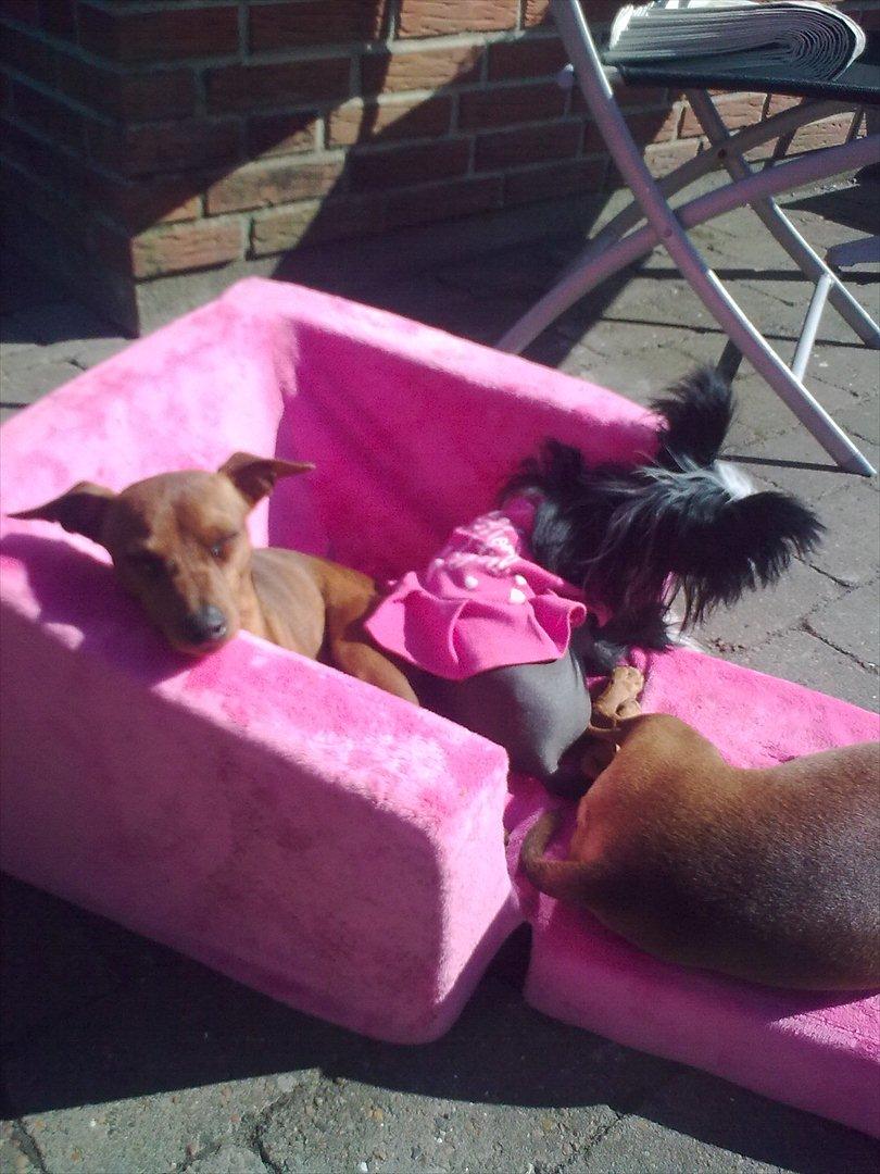 Dvaergpinscher rumledumle pot aka-hyleren - rumle snorksover ude i solen med søster medina billede 14