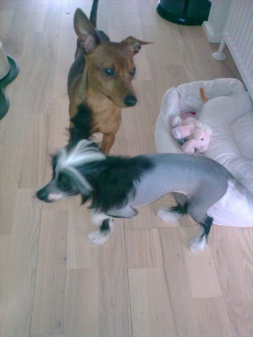 Dvaergpinscher rumledumle pot aka-hyleren - rumle ca 11 mdr ,medina ca 8 mdr medina er helt sort nu. billede 15