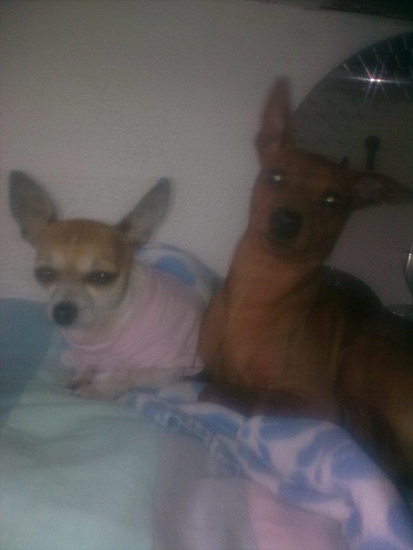 Dvaergpinscher rumledumle pot aka-hyleren - rumle og ginger pie 2011 billede 16