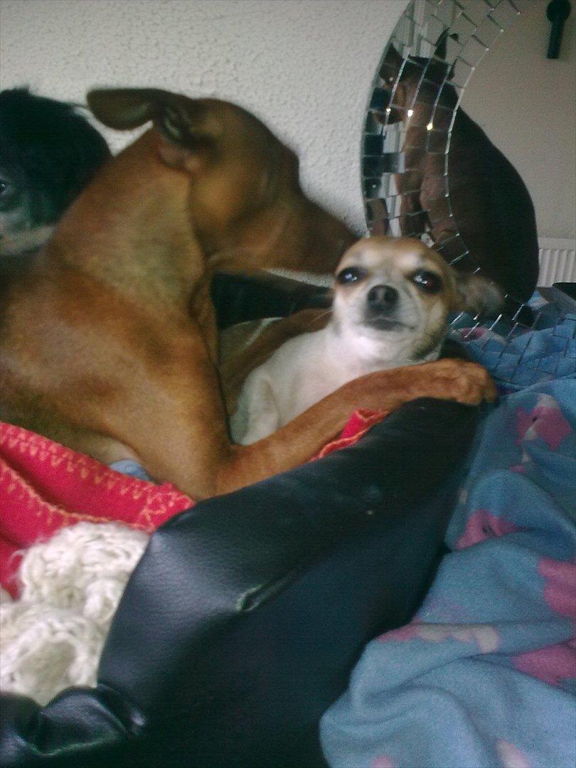 Dvaergpinscher rumledumle pot aka-hyleren - rumle vasker lige ginger s ærer uhmm dejligt siger ginger... billede 17