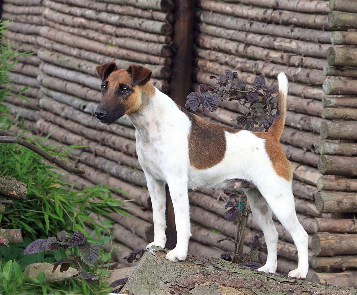 Glathåret foxterrier 09 JEMA-SPOT Sir SCHRØDER billede 9