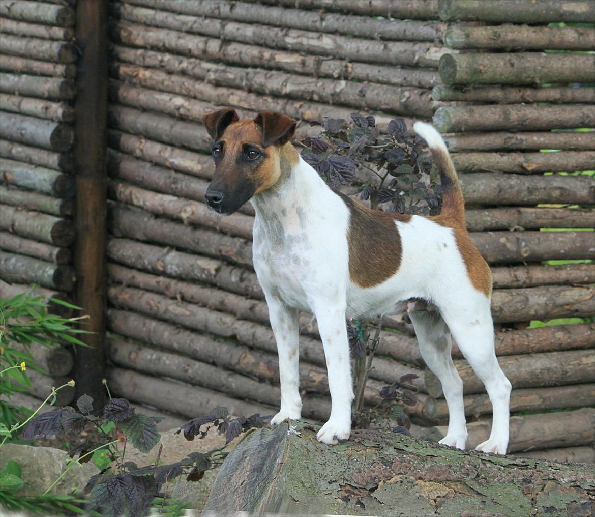 Glathåret foxterrier JE-MA SPOT MEX SPOT billede 1