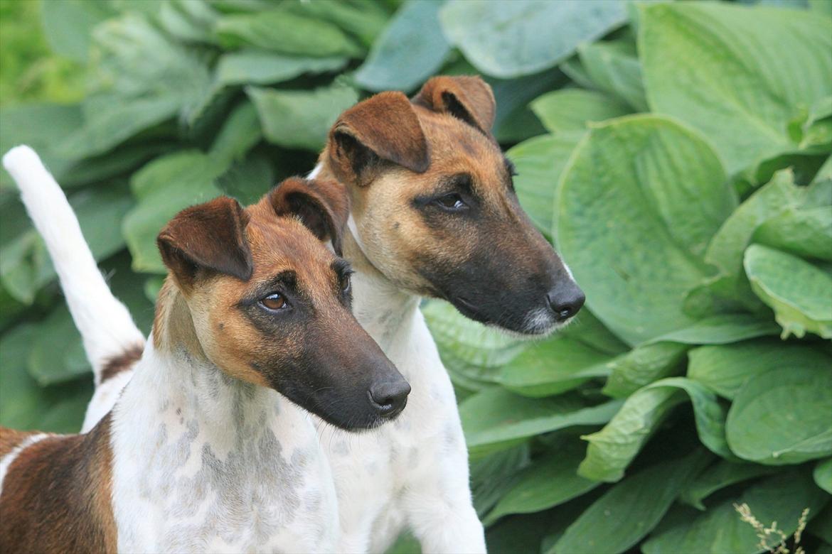 Glathåret foxterrier JE-MA SPOT MEX SPOT billede 3