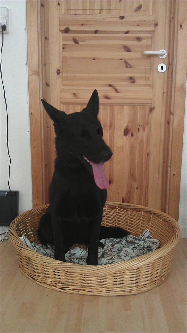 Schæferhund Diddie Von Tjarnshaget billede 3