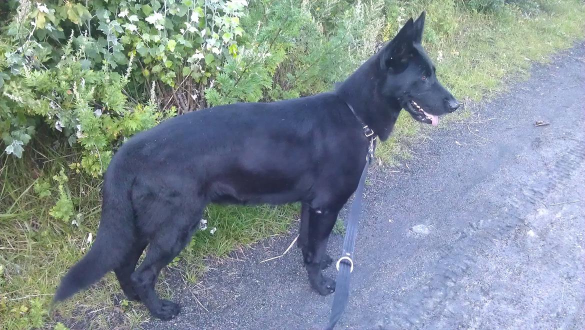 Schæferhund Diddie Von Tjarnshaget billede 4