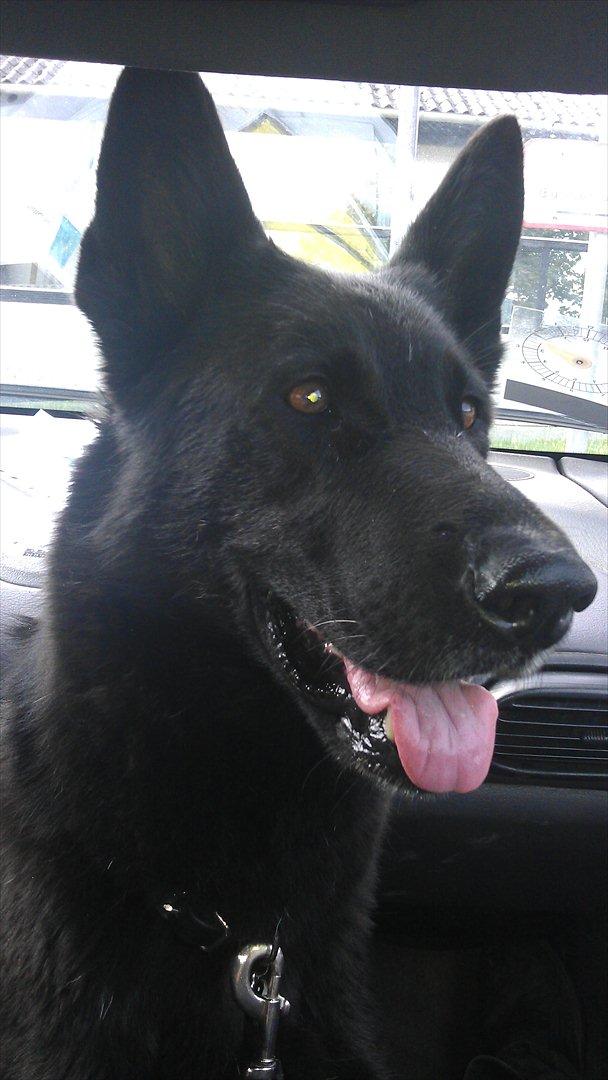 Schæferhund Diddie Von Tjarnshaget billede 5