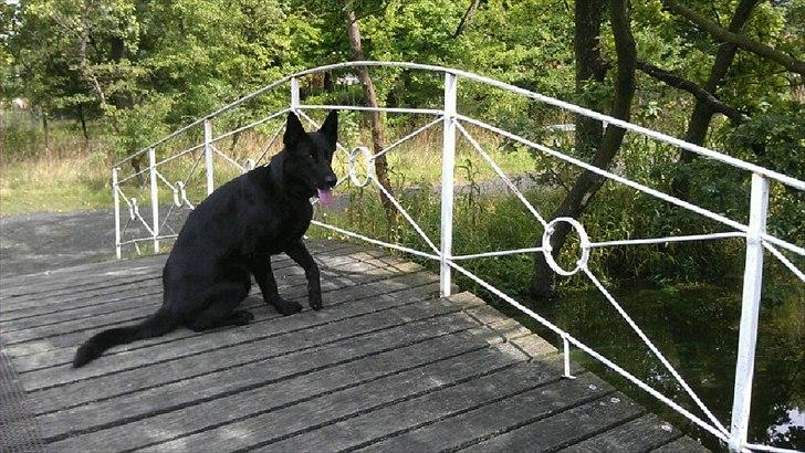 Schæferhund Diddie Von Tjarnshaget billede 6