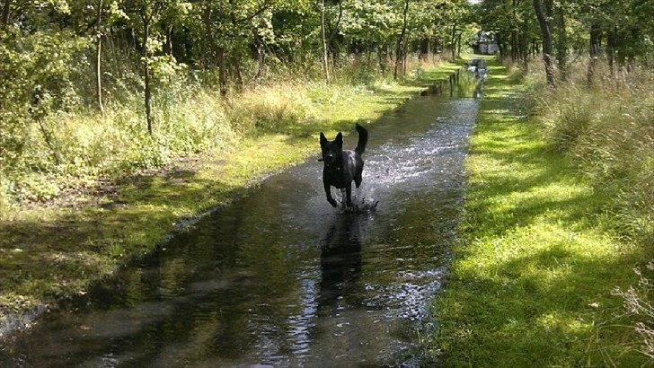 Schæferhund Diddie Von Tjarnshaget billede 7