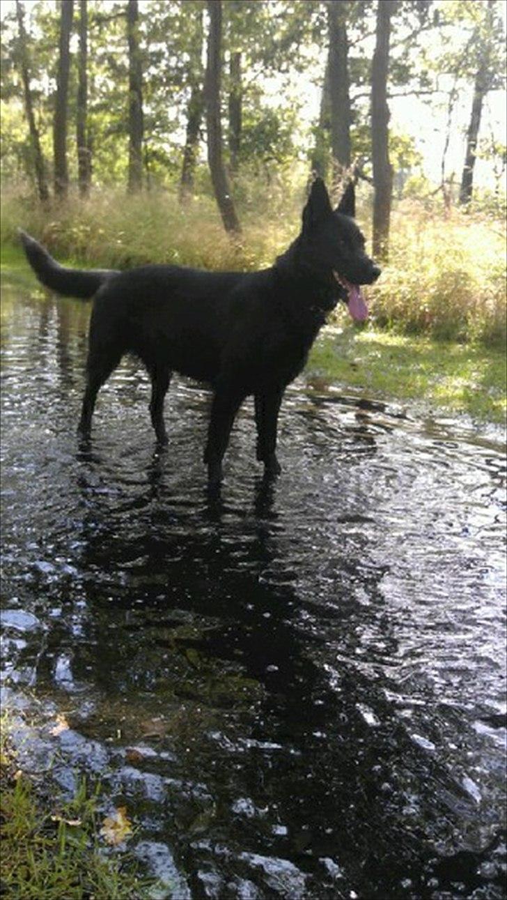 Schæferhund Diddie Von Tjarnshaget billede 8