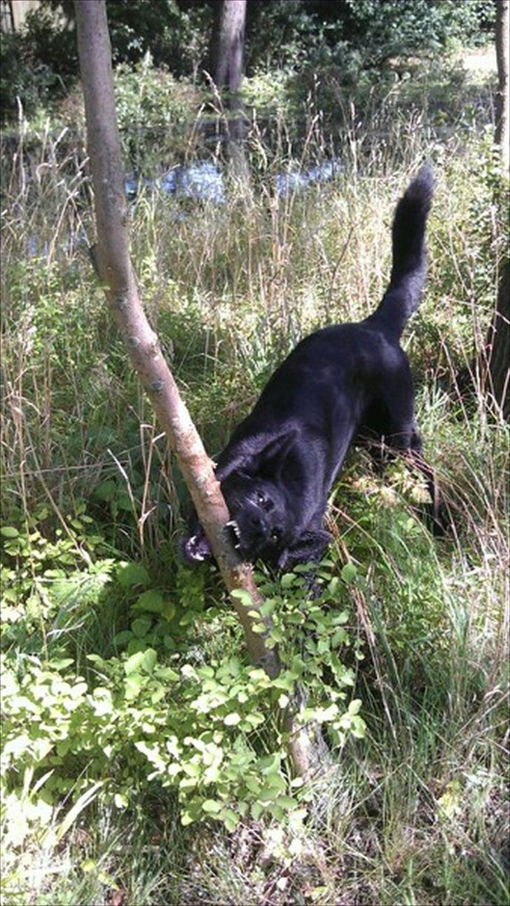 Schæferhund Diddie Von Tjarnshaget billede 9