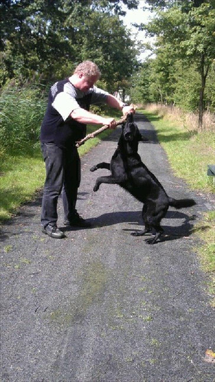 Schæferhund Diddie Von Tjarnshaget billede 10