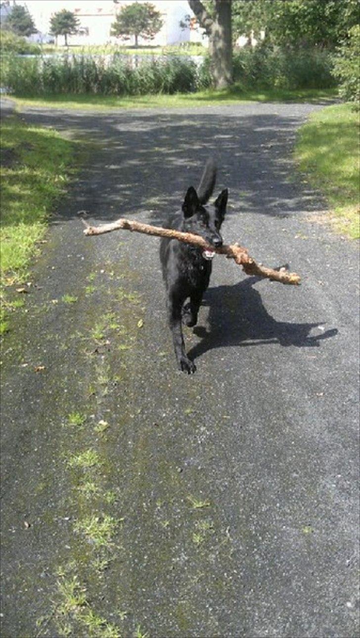 Schæferhund Diddie Von Tjarnshaget billede 11