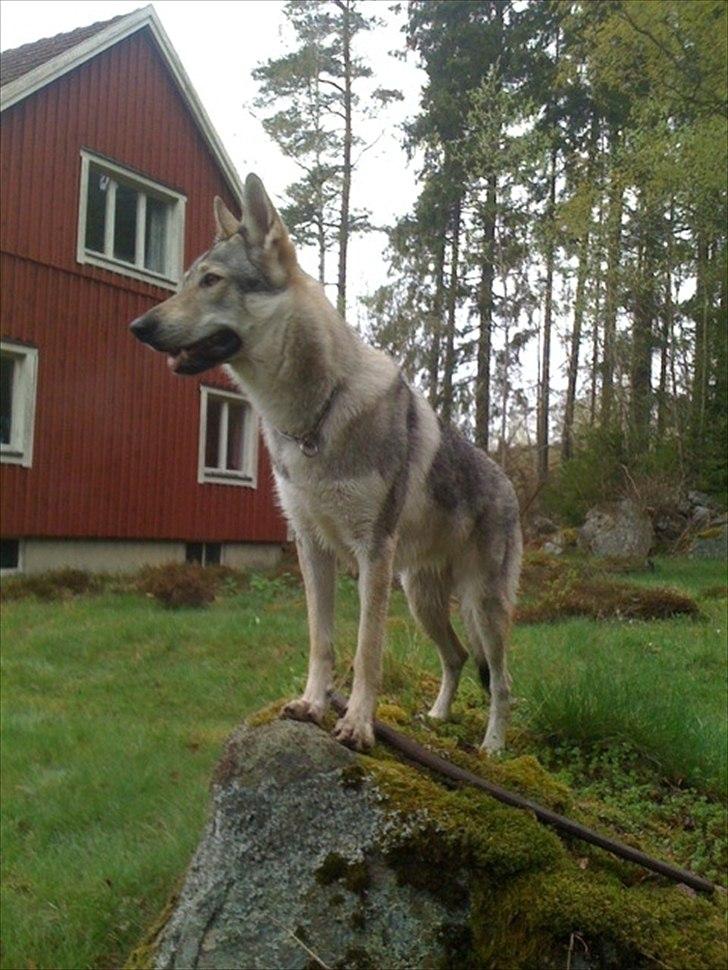 Tjekkoslovakisk ulvehund Pandora van Goverwelle - Pandora i Sverige billede 2