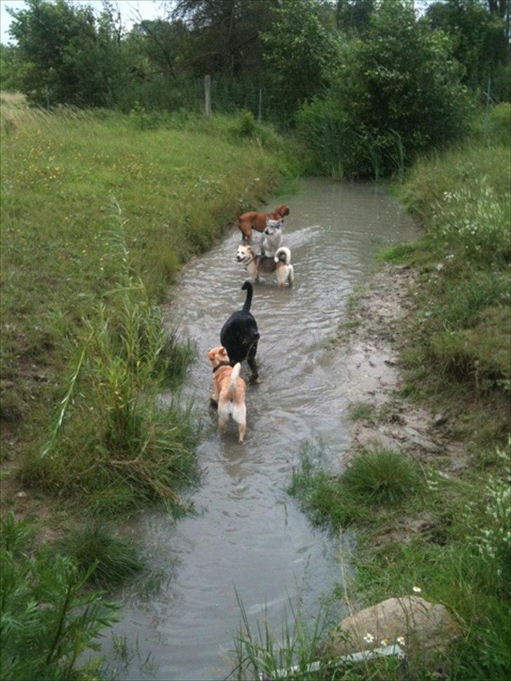 Tjekkoslovakisk ulvehund Pandora van Goverwelle - Pandora i hundeskoven billede 12