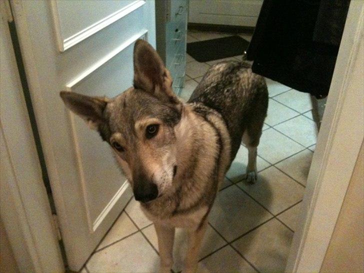 Tjekkoslovakisk ulvehund Pandora van Goverwelle - Pandore betragter håndvasken billede 13