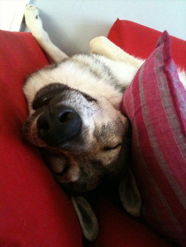 Tjekkoslovakisk ulvehund Pandora van Goverwelle - Det her billede gør mig altid i godt humør billede 14