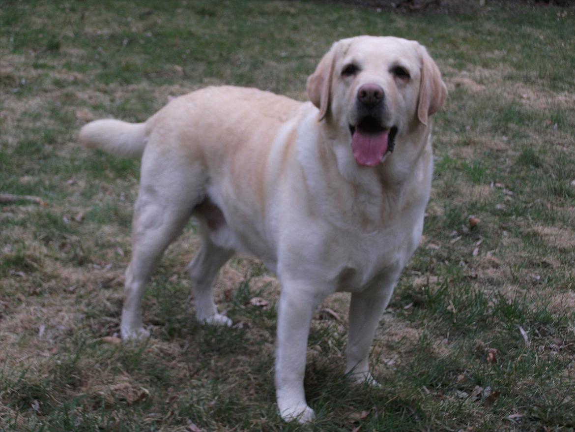 Labrador retriever Oscar - Vores feriebarn - Oscar-fyren billede 1