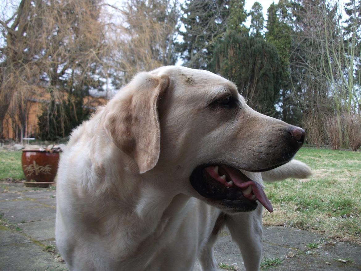Labrador retriever Oscar - Vores feriebarn - Oscar ude i vores have. billede 2