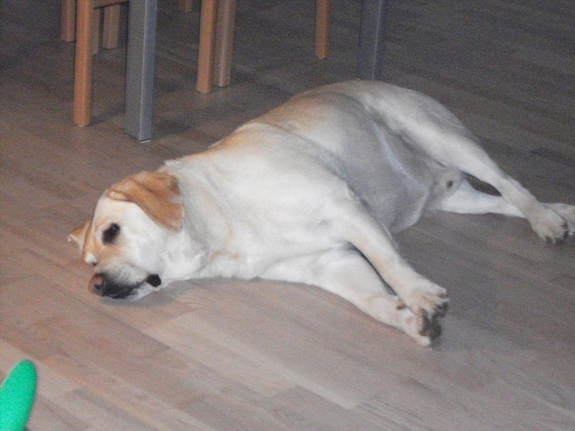 Labrador retriever Oscar - Vores feriebarn - Såååå træt efter en laaang dag... billede 3
