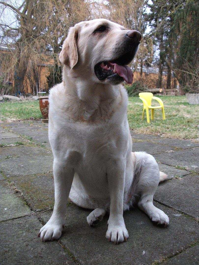 Labrador retriever Oscar - Vores feriebarn billede 4