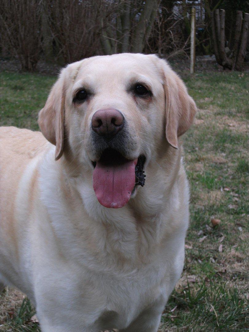 Labrador retriever Oscar - Vores feriebarn - Er jeg ikke sød. billede 5